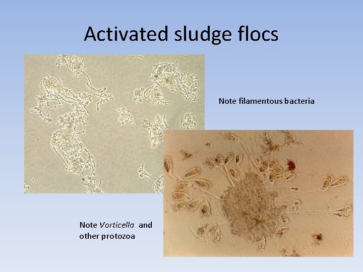 Activated sludge flocs Note filamentous bacteria Note Vorticella and other protozoa Activated sludge flocs Note filamentous bacteria Note Vorticella and other protozoa
