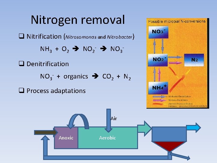 Nitrogen removal q Nitrification (Nitrosomonas and Nitrobacter) NH 3 + O 2 NO 2