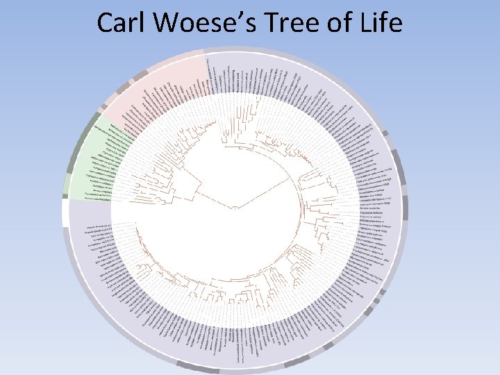 Carl Woese’s Tree of Life Carl Woese’s Tree of Life