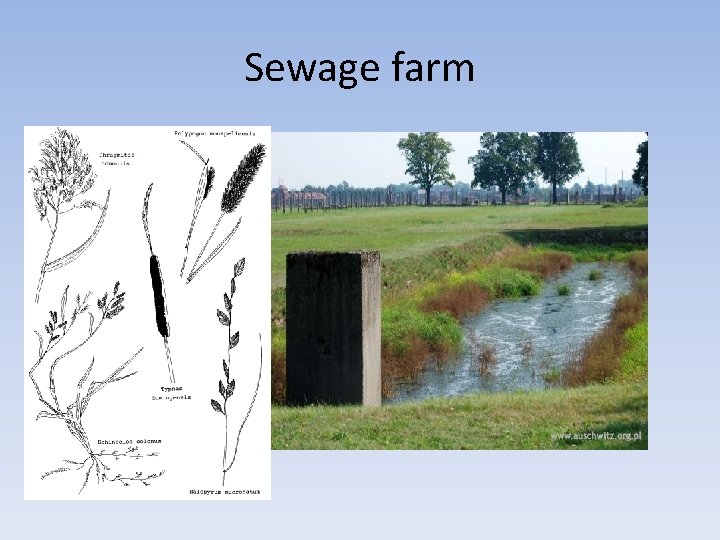Sewage farm Sewage farm