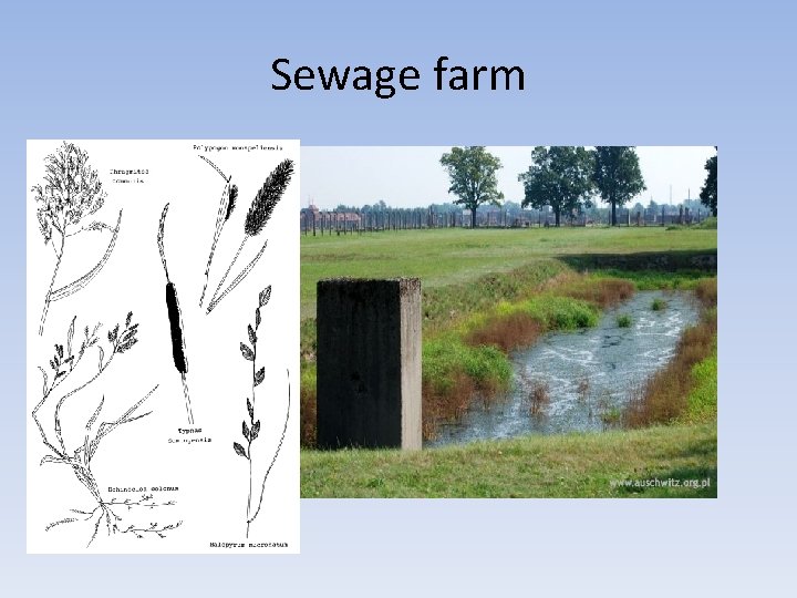 Sewage farm 