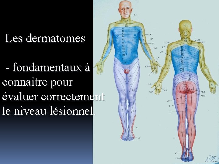 Les dermatomes - fondamentaux à connaitre pour évaluer correctement le niveau lésionnel. 