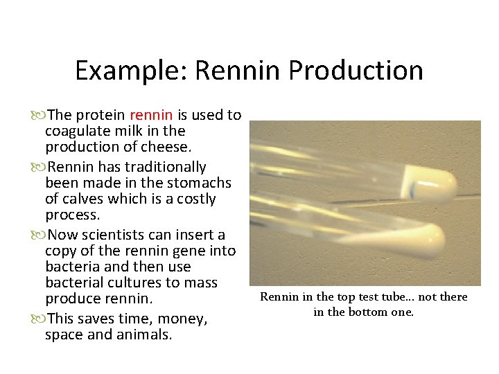 Example: Rennin Production The protein rennin is used to coagulate milk in the production