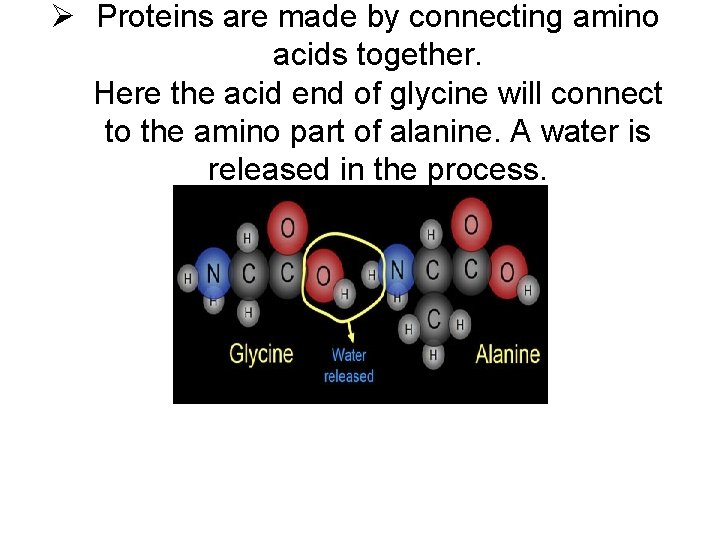 Ø Proteins are made by connecting amino acids together. Here the acid end of