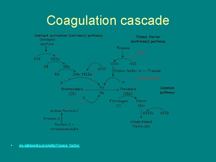 Coagulation cascade • en. wikipedia. org/wiki/Tissue_factor 