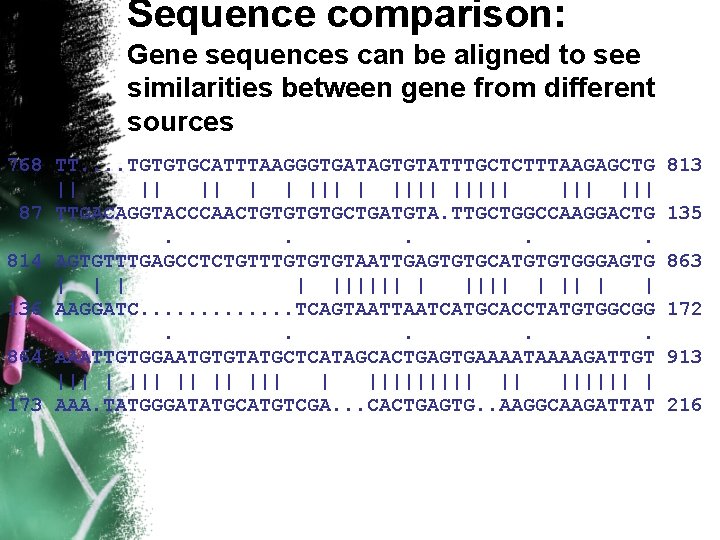 Sequence comparison: Gene sequences can be aligned to see similarities between gene from different