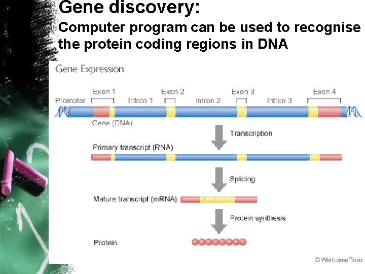 Gene discovery: Computer program can be used to recognise the protein coding regions in