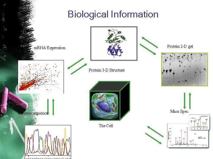 Biological Information Protein 2 -D gel m. RNA Expression Protein 3 -D Structure Mass