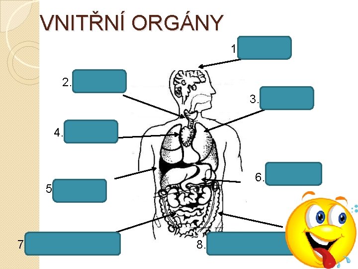 VNITŘNÍ ORGÁNY 1. LEBKA 2. JÍCEN 3. PLÍCE 4. SRDCE 5. JÁTRA 7. TENKÉ