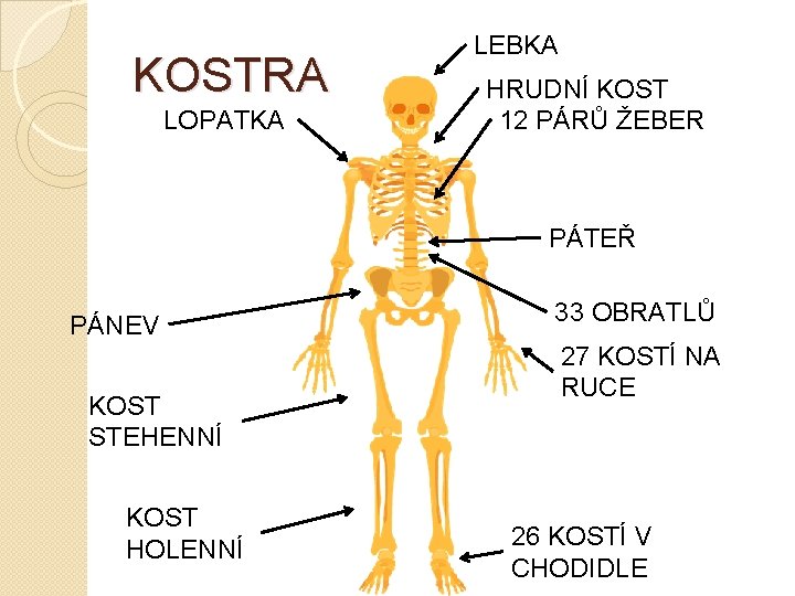 KOSTRA LOPATKA LEBKA HRUDNÍ KOST 12 PÁRŮ ŽEBER PÁTEŘ PÁNEV KOST STEHENNÍ KOST HOLENNÍ