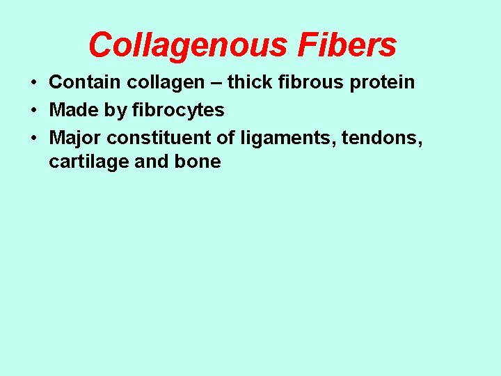 Collagenous Fibers • Contain collagen – thick fibrous protein • Made by fibrocytes •