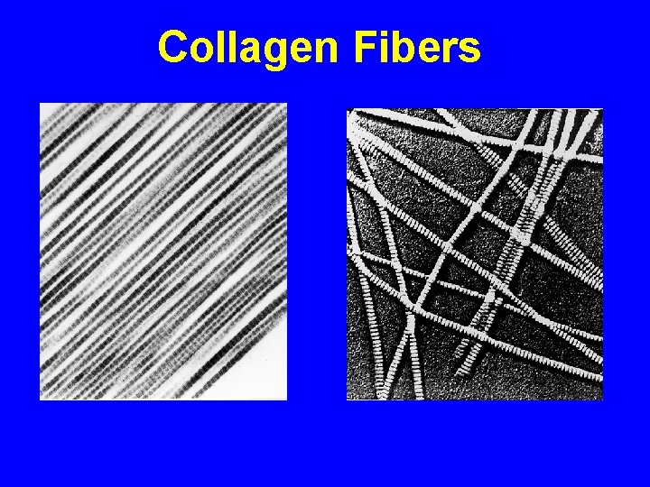Collagen Fibers 