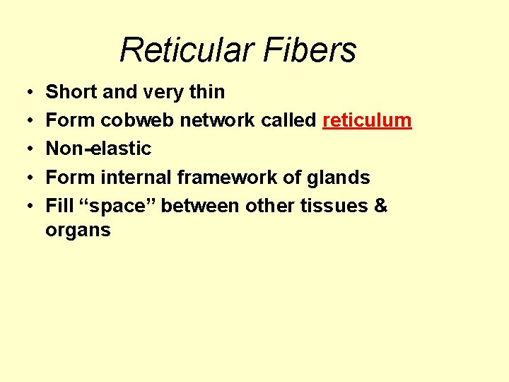 Reticular Fibers • • • Short and very thin Form cobweb network called reticulum