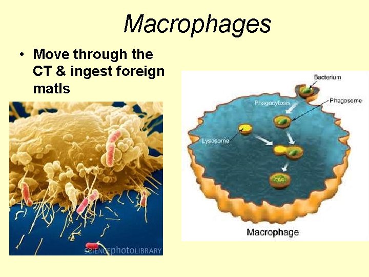 Macrophages • Move through the CT & ingest foreign matls 