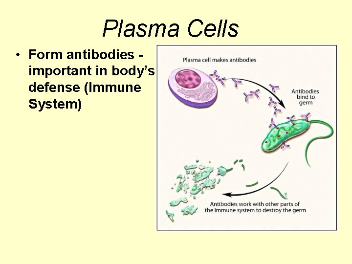 Plasma Cells • Form antibodies important in body’s defense (Immune System) 