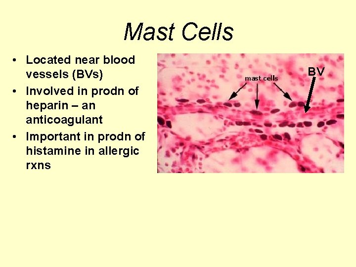 Mast Cells • Located near blood vessels (BVs) • Involved in prodn of heparin Mast Cells • Located near blood vessels (BVs) • Involved in prodn of heparin