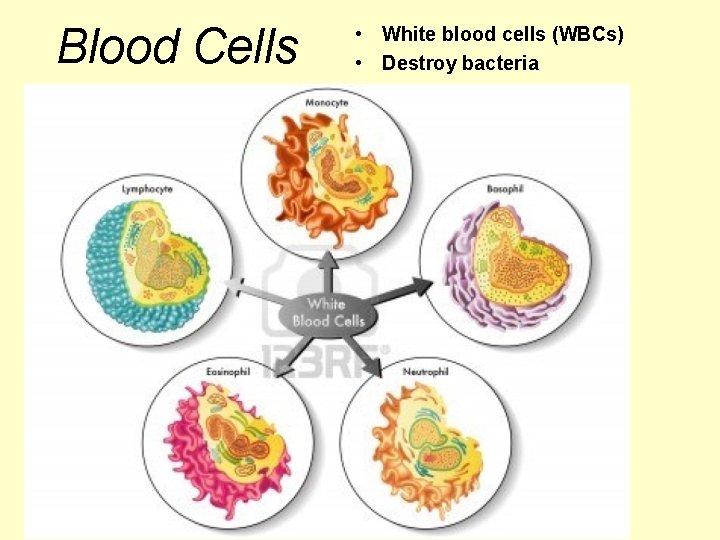 Blood Cells • White blood cells (WBCs) • Destroy bacteria 