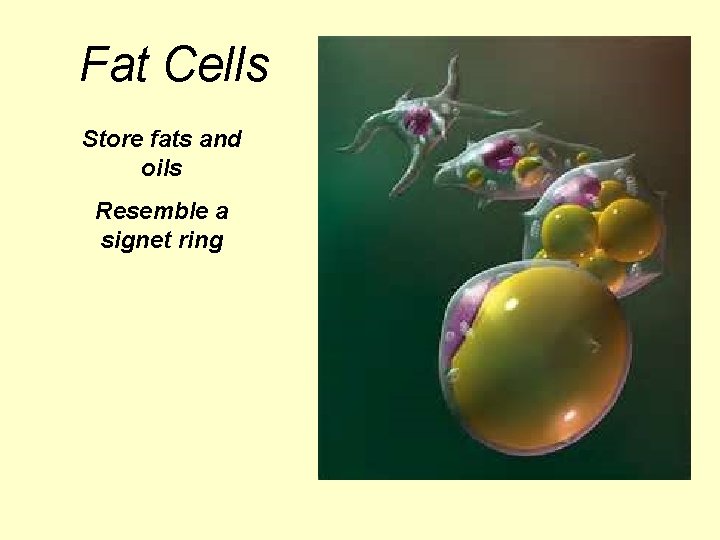 Fat Cells Store fats and oils Resemble a signet ring 