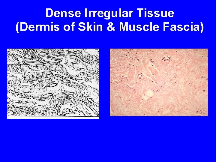 Dense Irregular Tissue (Dermis of Skin & Muscle Fascia) 