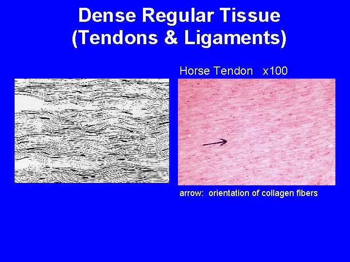 Dense Regular Tissue (Tendons & Ligaments) Horse Tendon x 100 arrow: orientation of collagen Dense Regular Tissue (Tendons & Ligaments) Horse Tendon x 100 arrow: orientation of collagen