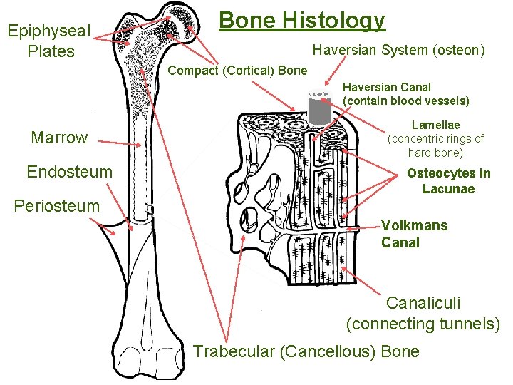 Epiphyseal Plates Bone Histology Haversian System (osteon) Compact (Cortical) Bone Haversian Canal (contain blood