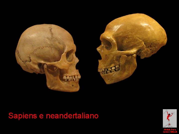 Sapiens e neandertaliano Michela Zucca Servizi Culturali 