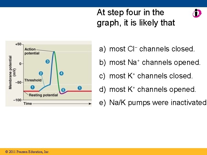 At step four in the graph, it is likely that a) most Cl− channels