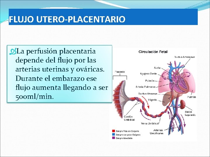 FLUJO UTERO-PLACENTARIO La perfusión placentaria depende del flujo por las arterias uterinas y ováricas.