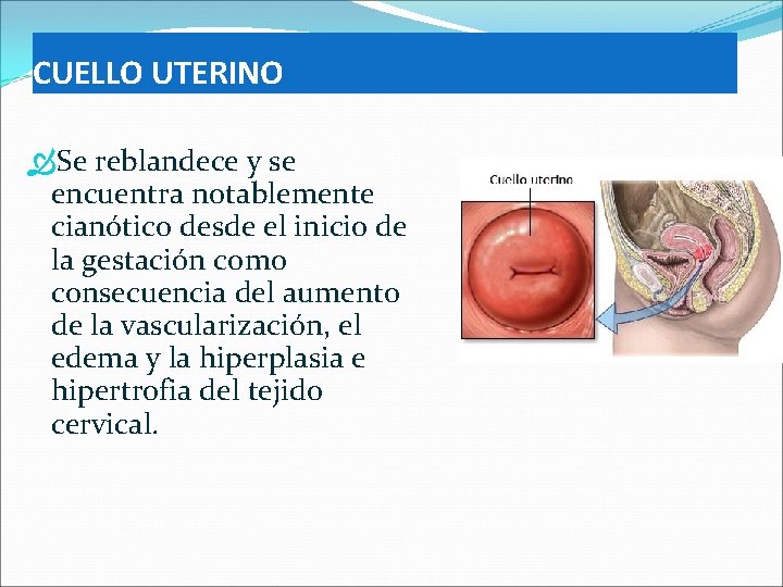 CUELLO UTERINO Se reblandece y se encuentra notablemente cianótico desde el inicio de la