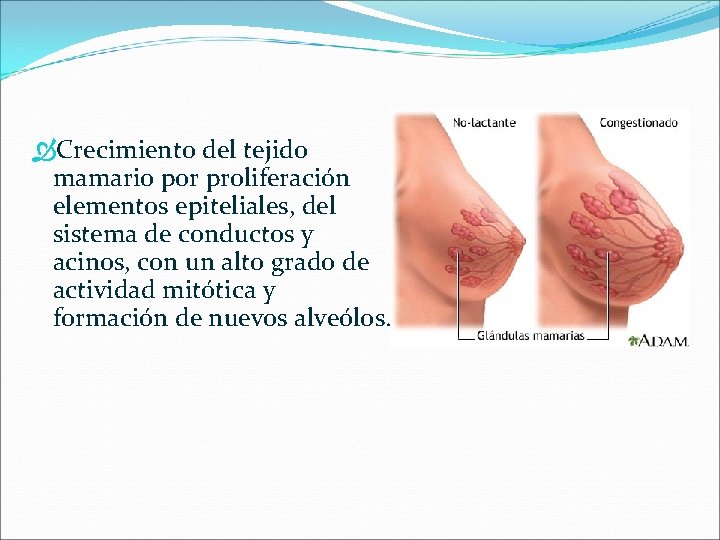  Crecimiento del tejido mamario por proliferación elementos epiteliales, del sistema de conductos y