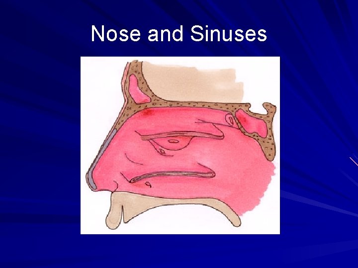 Nose and Sinuses 
