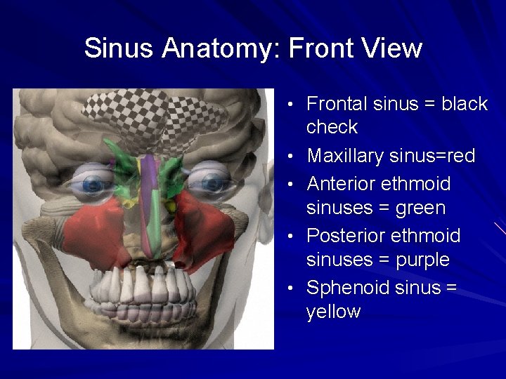 Sinus Anatomy: Front View • Frontal sinus = black • • check Maxillary sinus=red