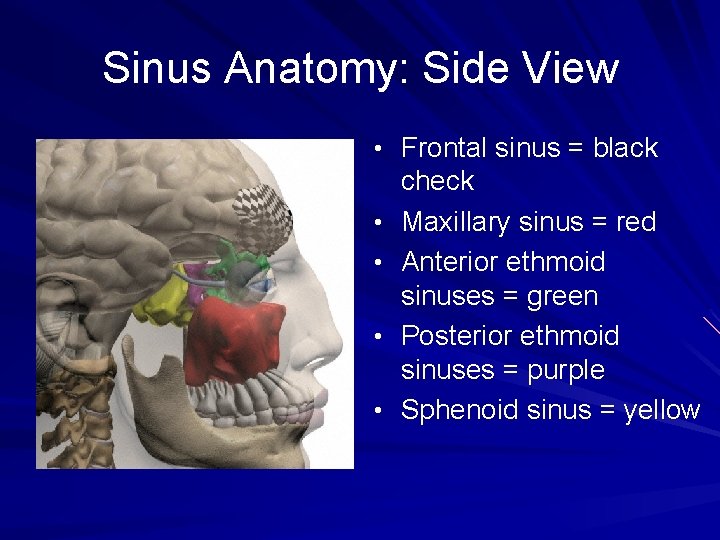 Sinus Anatomy: Side View • Frontal sinus = black • • check Maxillary sinus