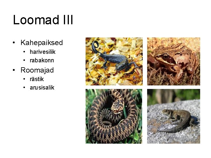 Loomad III • Kahepaiksed • harivesilik • rabakonn • Roomajad • rästik • arusisalik