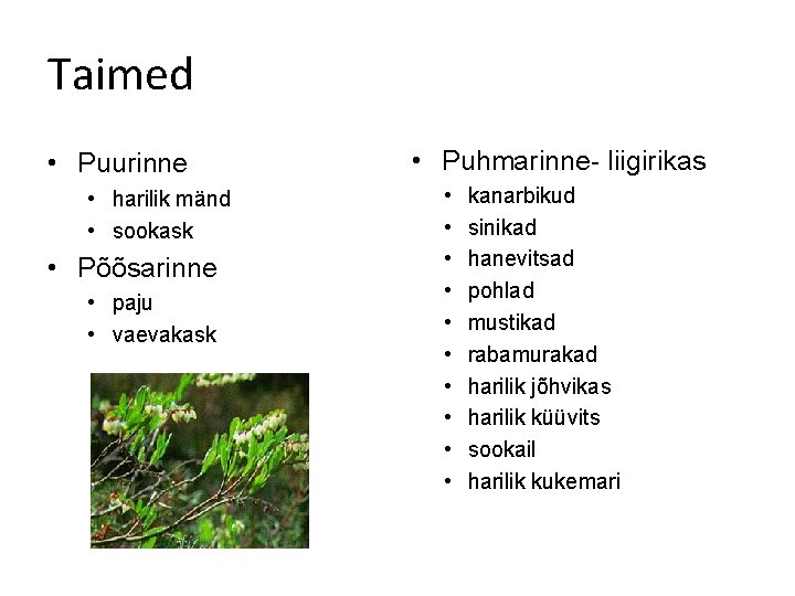 Taimed • Puurinne • harilik mänd • sookask • Põõsarinne • paju • vaevakask