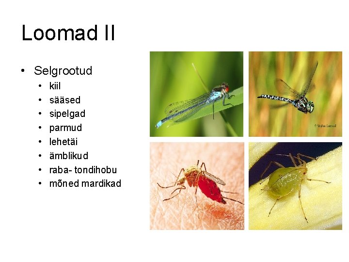 Loomad II • Selgrootud • • kiil sääsed sipelgad parmud lehetäi ämblikud raba- tondihobu