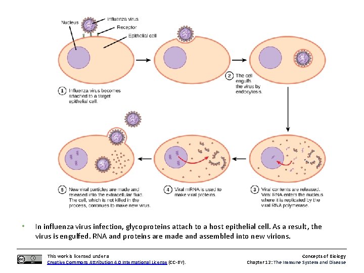 Concepts of Biology The Immune System and Disease