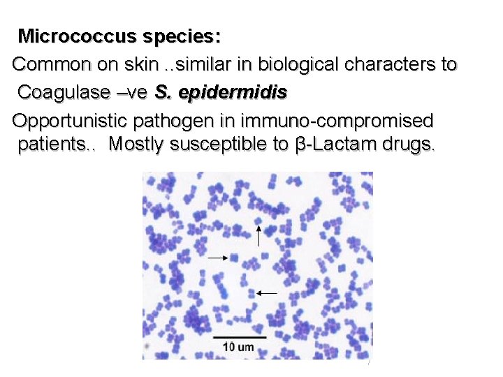 Micrococcus species: Common on skin. . similar in biological characters to Coagulase –ve S.