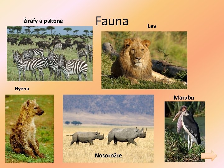 Žirafy a pakone Fauna Lev Hyena Marabu Nosorožce 