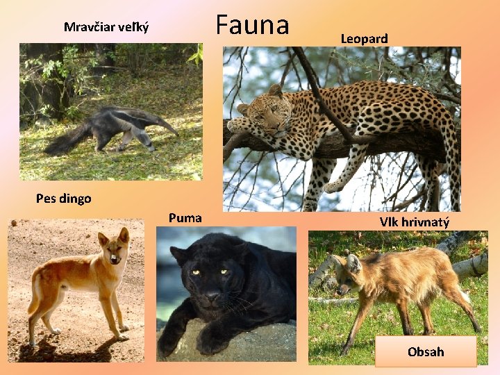 Fauna Mravčiar veľký Leopard Pes dingo Puma Vlk hrivnatý Obsah 