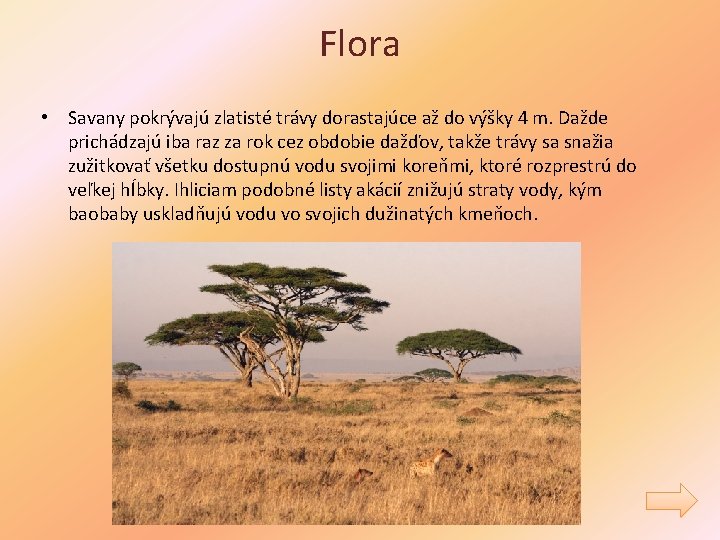 Flora • Savany pokrývajú zlatisté trávy dorastajúce až do výšky 4 m. Dažde prichádzajú