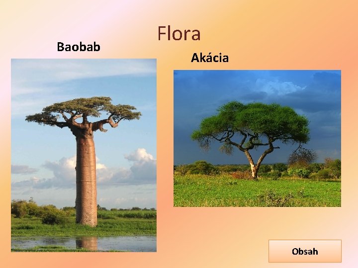 Baobab Flora Akácia Obsah 