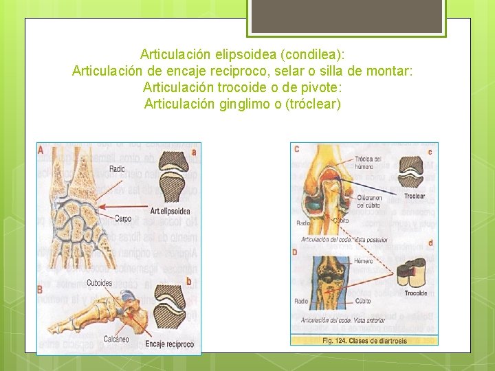 Articulación elipsoidea (condilea): Articulación de encaje reciproco, selar o silla de montar: Articulación trocoide