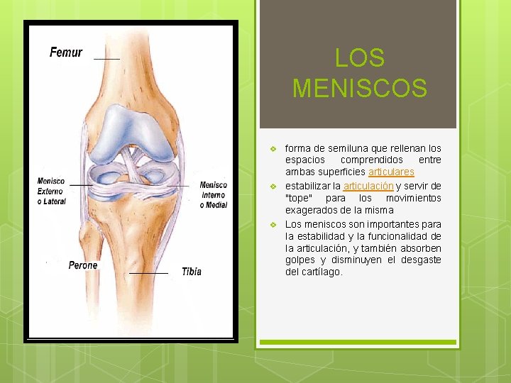 LOS MENISCOS v v v forma de semiluna que rellenan los espacios comprendidos entre