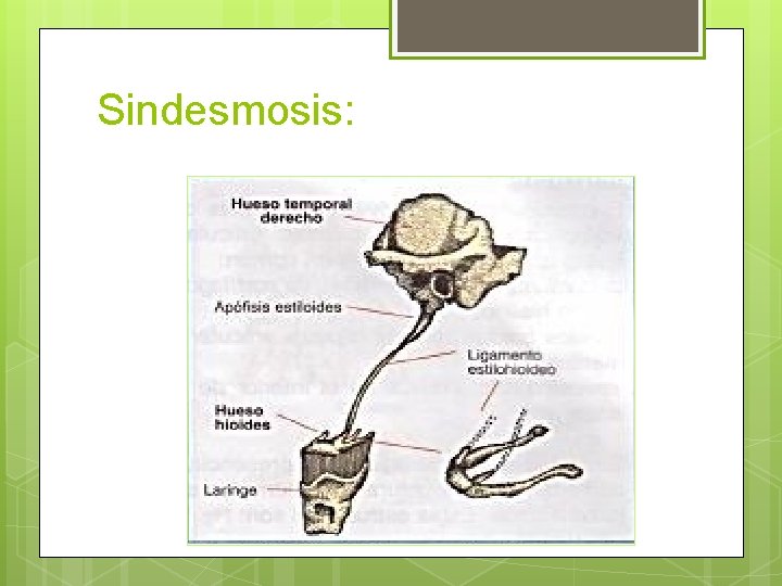 Sindesmosis: 