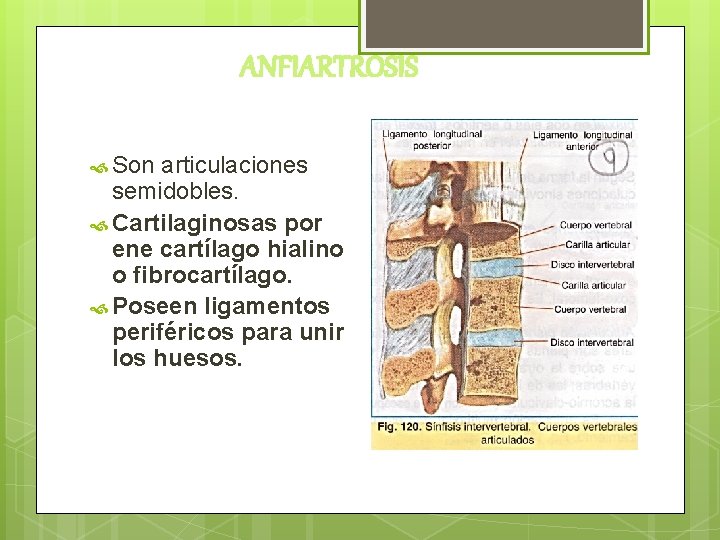 ANFIARTROSIS Son articulaciones semidobles. Cartilaginosas por ene cartílago hialino o fibrocartílago. Poseen ligamentos periféricos