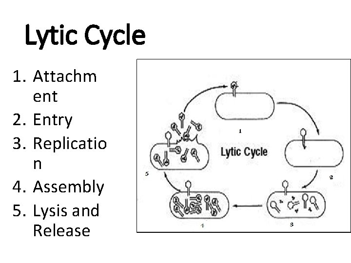 Lytic Cycle 1. Attachm ent 2. Entry 3. Replicatio n 4. Assembly 5. Lysis