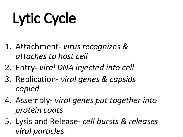 Lytic Cycle 1. Attachment- virus recognizes & attaches to host cell 2. Entry- viral