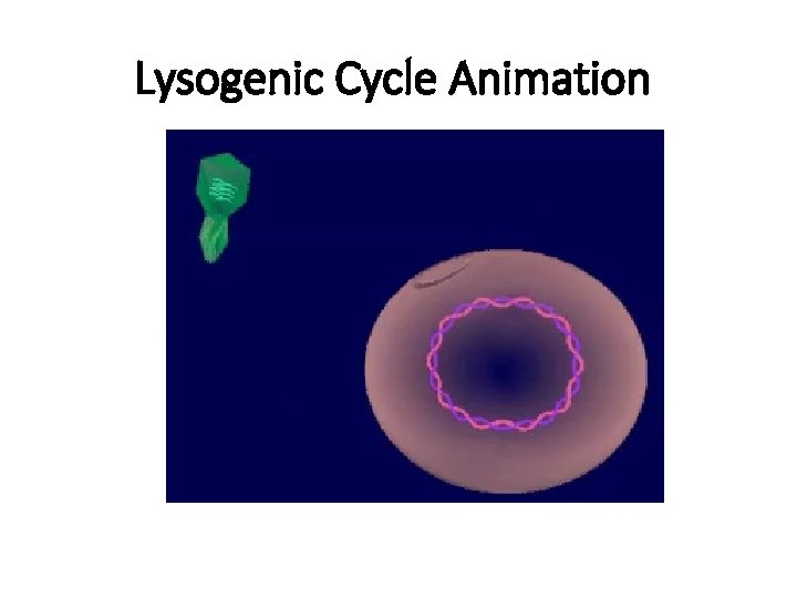 Lysogenic Cycle Animation 