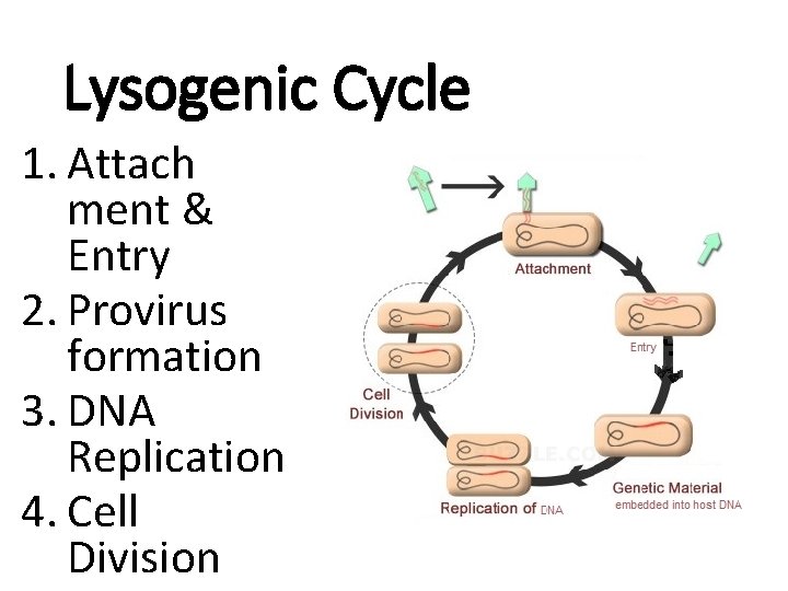 Lysogenic Cycle 1. Attach ment & Entry 2. Provirus formation 3. DNA Replication 4.